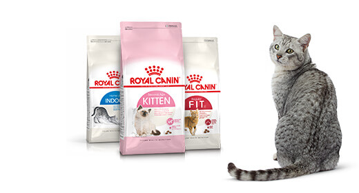 Các Loại Thức Ăn Cho Mèo Royal Canin: Tìm Hiểu Chi Tiết